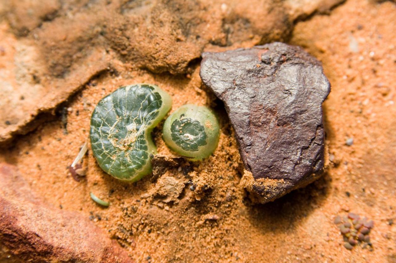 Gecko Rock Private Nature Reserve Goedgemoed المظهر الخارجي الصورة